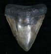 Inch Serrated Megalodon Tooth - Restored Root #4707-1